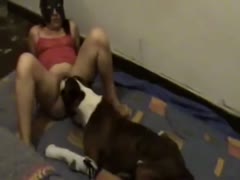 The dog sucked the attractive housewife.